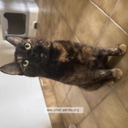 Photo 1/1 Wanda Chat perdu à Visseiche