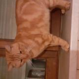 Photo de chat trouvé à Romont