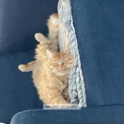 Photo 1/1 Yoda Chat perdu à Sainte austreberthe