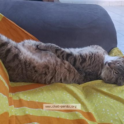 Photo 1/1 yoko Chat perdu à Brest