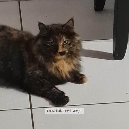 Photo 1/1 Moon Chat perdu à Aussillon