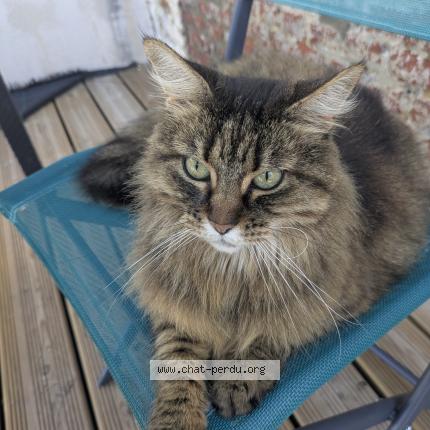 Photo 1/1 Chat retrouvé Perdu à Rumegies