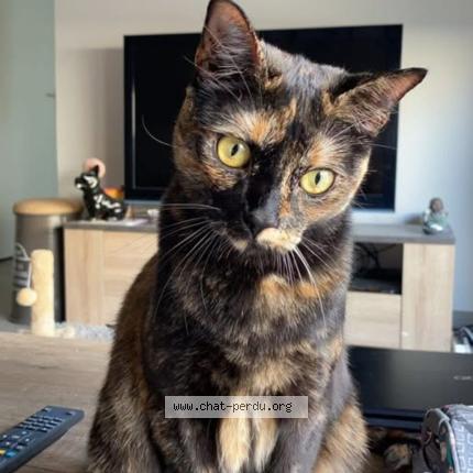 Photo 1/1 Sangria Chat perdu à Toulouse