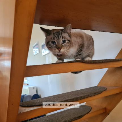 Photo 1/1 Chat retrouvé Trouvé à Comblain la tour