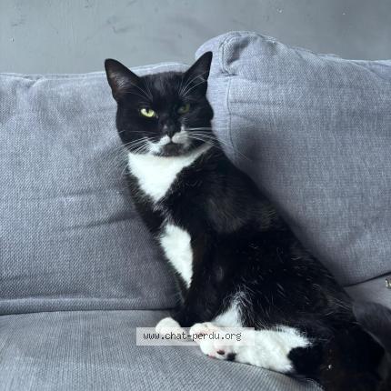 Photo 1/1 Maman dyali Chat perdu à Ninove