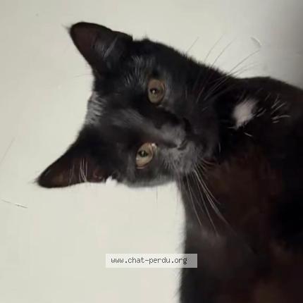 Photo 1/1 Shadow Chat perdu à Ninove