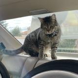 Photo de chat perdu à Theza