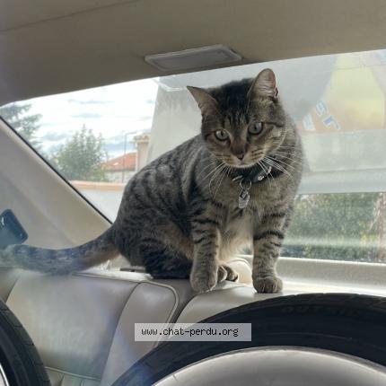 Photo 1/1 Yuki Chat perdu à Theza