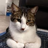 Photo de chat perdu à Marseille