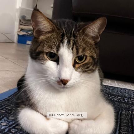 Photo 1/1 Oslo Chat perdu à Marseille