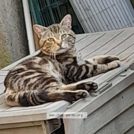 Photo 1/1 Tobby Chat perdu à Rosselange