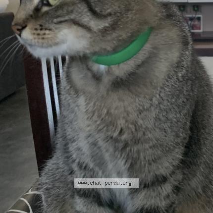 Photo 1/1 Matiti Chat perdu à Viriville