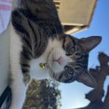 Photo de chat perdu à Aimargues