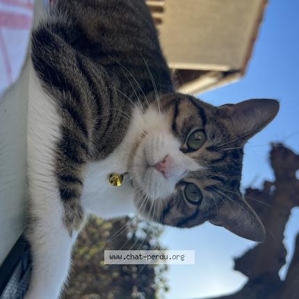 Photo 1/1 Tarzan Chat perdu à Aimargues