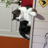 Photo de chat perdu à Macon