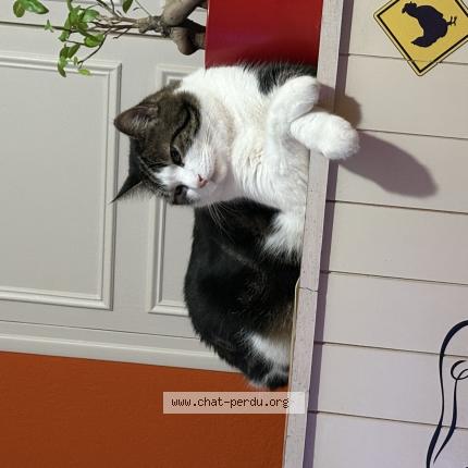 Photo 1/1 Rocky Chat perdu à Macon