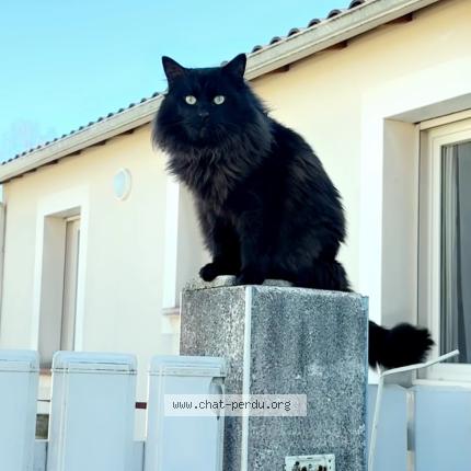 Photo de chat perdu à Niort