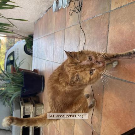Photo de chat trouvé à Bouzigues