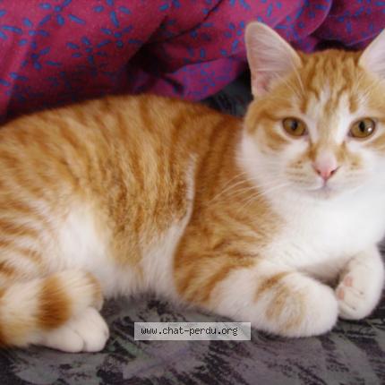 Photo 1/1 ruby Chat perdu à Vic le comte