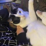 Photo de chat perdu à Bordeaux