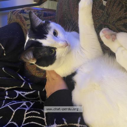 Photo 1/1 Henry Chat perdu à Bordeaux