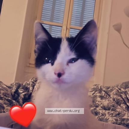 Photo 1/1 Chat retrouvé Trouvé à Marseille