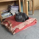 Photo de chat trouvé à Bruxelles