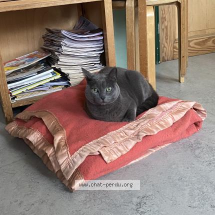 Photo 1/1 Chat trouvé Trouvé à Bruxelles