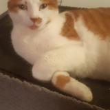 Photo de chat perdu à Lomont