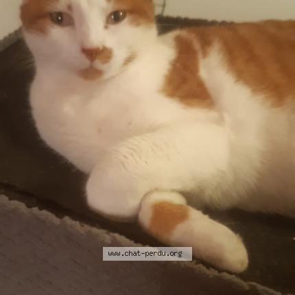 Photo 1/1 Mine Chat perdu à Lomont