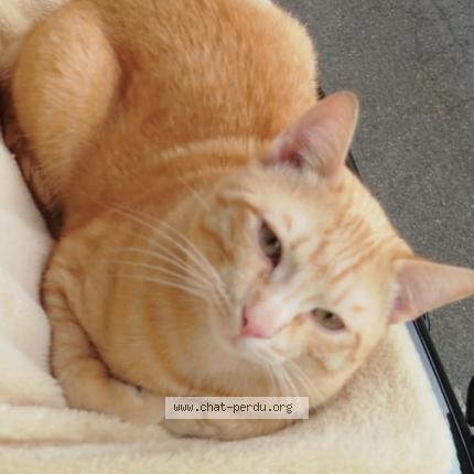 Photo 1/1 Mango Chat perdu à Beaumont de lomagne