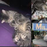 Photo de chat perdu à Milwaukee