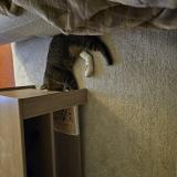 Photo de chat perdu à Montech