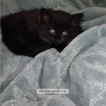 Photo 1/1 Mimi Chat perdu à Epinay sur seine