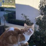 Photo de chat perdu à Colomiers