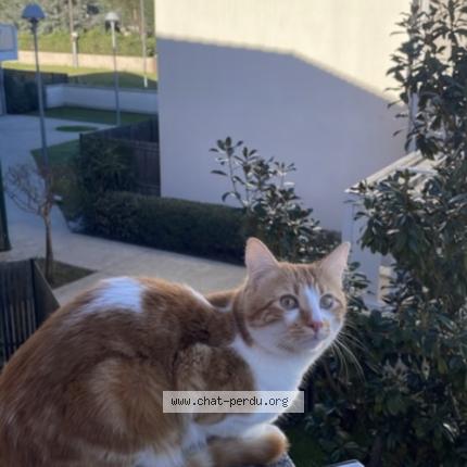 Photo 1/1 Mimiche Chat perdu à Colomiers