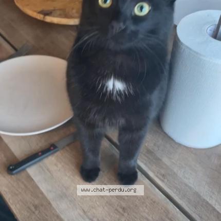 Photo 1/1 Pruneau Chat perdu à Issoire