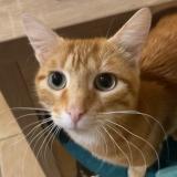 Photo de chat perdu à Chauvigny Du Perche