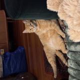 Photo de chat perdu à Nancy