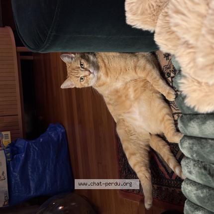 Photo 1/1 GASTON Chat perdu à Nancy