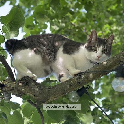 Photo 1/1 NINO Chat perdu à Roques
