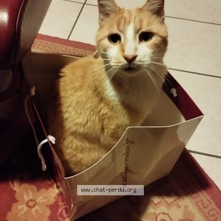 Photo 2/2 Babichon Chat perdu à Ribaute les tavernes