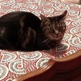 Photo de chat perdu à Annecy