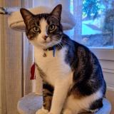 Photo de chat perdu à La Garenne Colombes