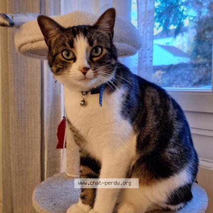 Photo 1/1 Tigrou Chat perdu à La garenne colombes