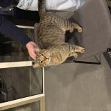 Photo de chat trouvé à Chaumont Sur Loire