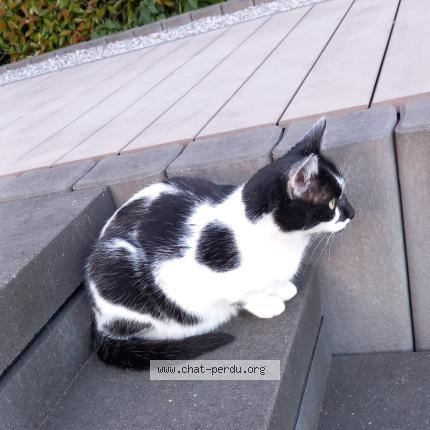 Photo 1/1 Cookie Chat perdu à Ottignies
