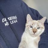 Photo de chat trouvé à Fontenay Sous Bois