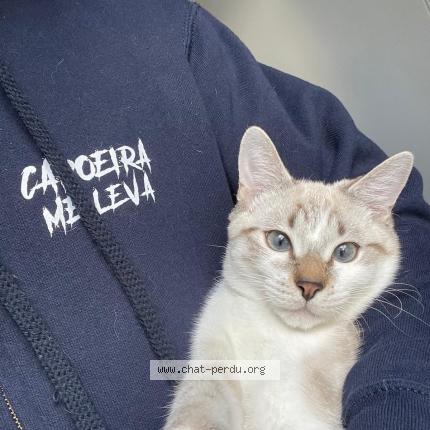 Photo 1/1 Azur Chat perdu à Fontenay sous bois