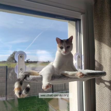Photo de chat perdu à Aigrefeuille Sur Maine